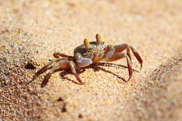 Sand Crab Sand Burrows — Stock Photo, Image
