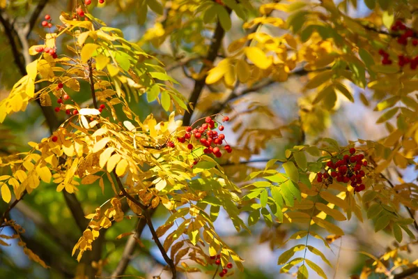 Rote Beeren Auf Einem Baum Eines Vogelbeerenherbstes — Stockfoto