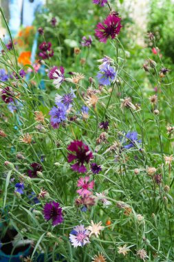 Büyük boya çiçekler Doğa