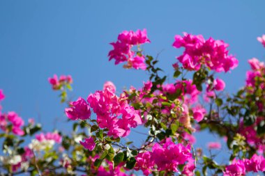 Bougainvillea çiçek mavi gökyüzü arka plan üzerinde
