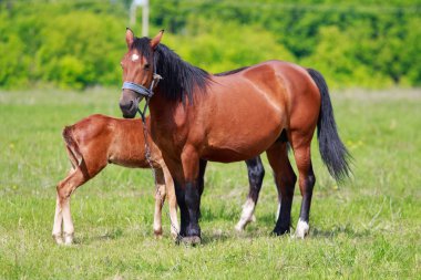 Bir kısrak ile bir Tay yeşil çayır üzerinde yakın çekim.