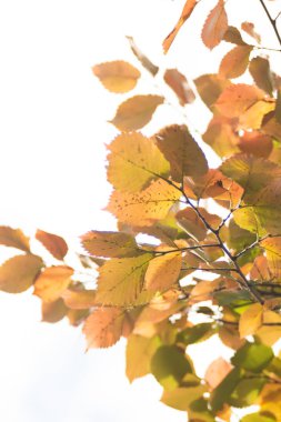 Sonbahar yaprakları gökyüzüne karşı