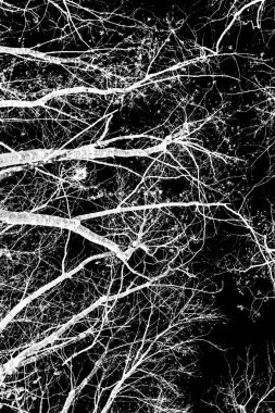 ağaç dalları siluet siyah arka plan üzerine beyaz