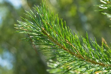 yeşil çam dalları yakın çekim yaz