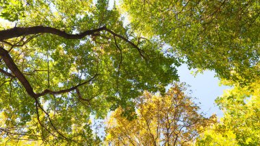 ağaç görünümünü aşağıdan gökyüzüne sonbahar manzara bırakır