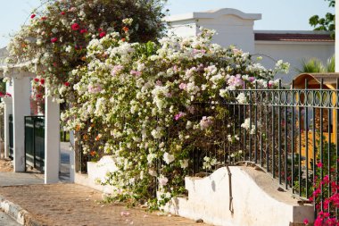 Yeşil Doğa Afrika ağaçlar