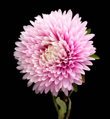 siyah bir arka plan üzerinde izole aster çiçekler