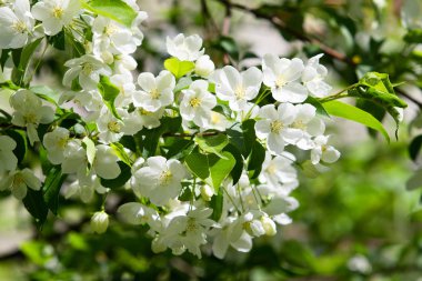 beyaz çiçekler apple yakın çekim doğa manzara