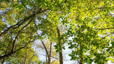 ağaç görünümünü aşağıdan gökyüzüne sonbahar manzara bırakır