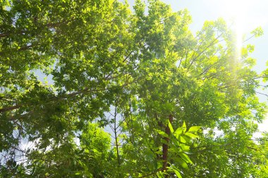 Aşağıdan yeşil orman bahar bakış bulutlar içine