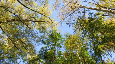 ağaç görünümünü aşağıdan gökyüzüne sonbahar manzara bırakır