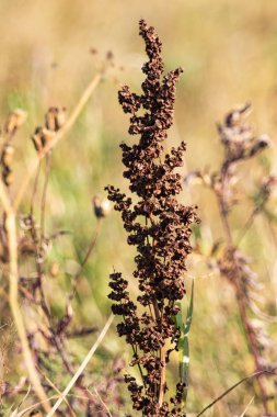 vahşi kuzukulağı doğa tohumları Kuru