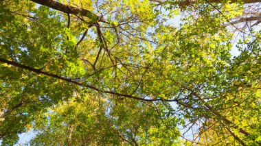 ağaç görünümünü aşağıdan gökyüzüne sonbahar manzara bırakır