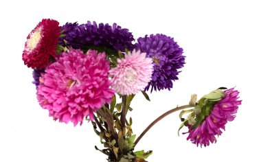 Beyaz arka plan üzerinde izole aster çiçekler