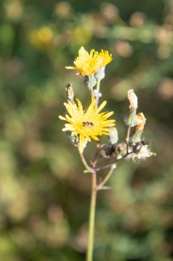 sarı çiçek alan karahindiba
