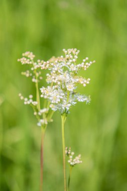 Anthriscus sylvestris yeşil çimenlerin üzerinde