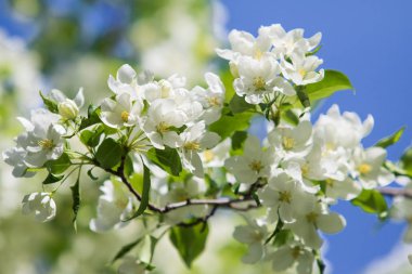 elma ağacı çiçek Peyzaj doğal