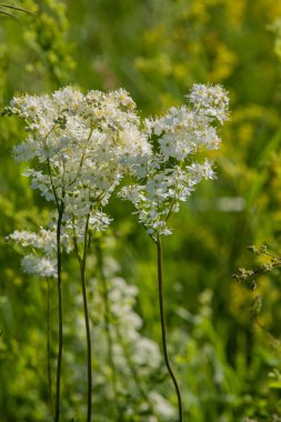 Anthriscus sylvestris yeşil çimenlerin üzerinde