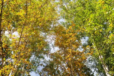 huş ağacı orman manzaralı gökyüzüne Sonbahar Doğa
