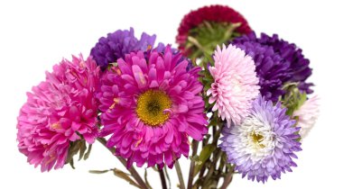 Beyaz arka plan üzerinde izole aster çiçekler