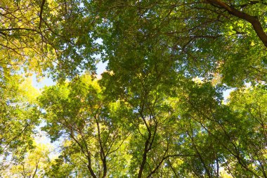 ağaç görünümünü aşağıdan gökyüzüne sonbahar manzara bırakır