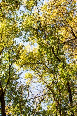 ağaç görünümünü aşağıdan gökyüzüne sonbahar manzara bırakır