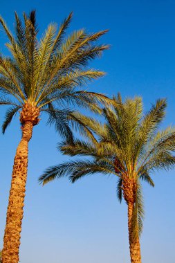 Gökyüzü arka plan üzerinde palmiye ağacı yaprakları