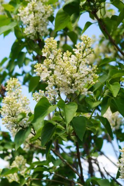 Mavi gökyüzü arka plan üzerine Eflatun çiçekler