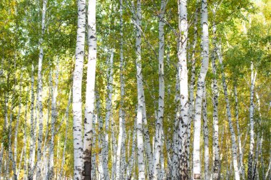 Sarı huş ağacı orman, geç sonbahar doğa manzara
