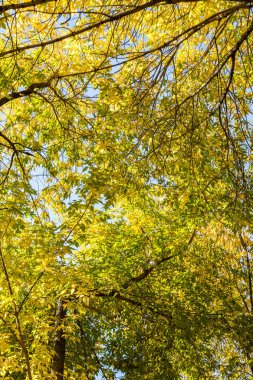 ağaç görünümünü aşağıdan gökyüzüne sonbahar manzara bırakır