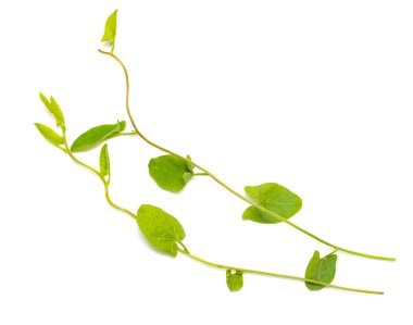 bir sarmaşık yeşil yaprakları beyaz bir arka plan üzerinde