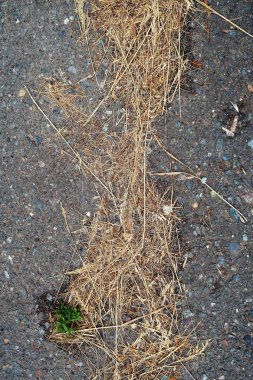 Asfalt zemin üzerine sarı çim