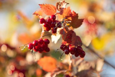 meyve ağacı niteliğine kartopu