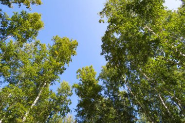 orman manzaralı aşağıdan gökyüzüne huş ağacı