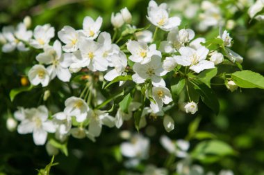 elma ağacı çiçek Peyzaj doğal