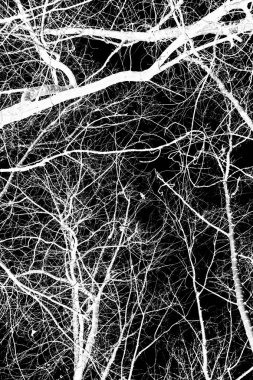 ağaç dalları siluet siyah arka plan üzerine beyaz