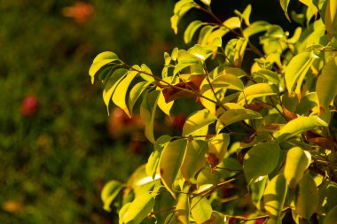 Yeşil Doğa Afrika ağaçlar