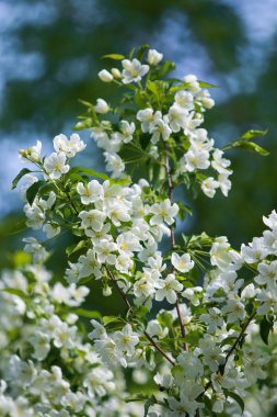 elma ağacı çiçek Peyzaj doğal
