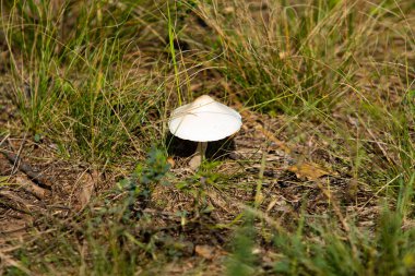 mantar orman doğa, manzara