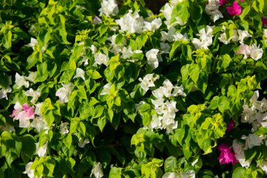 Bougainvillea çiçek canlı çit