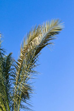 Gökyüzü arka plan üzerinde palmiye ağacı yaprakları