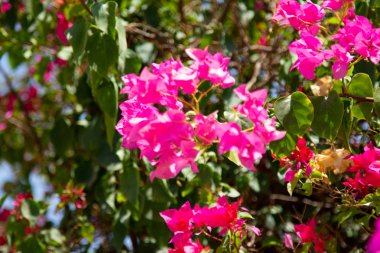 Bougainvillea çiçek mavi gökyüzü arka plan üzerinde