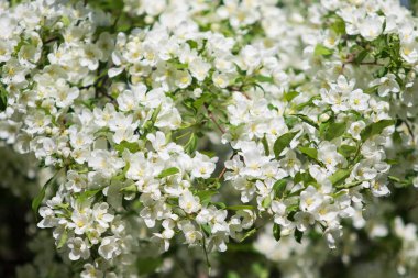 elma ağacı çiçek Peyzaj doğal