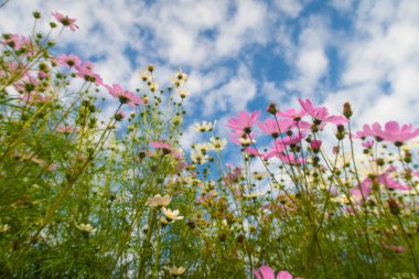 Cosmos çiçekler, görüntülemek aşağıdan gökyüzüne doğru