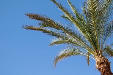 gökyüzü arka plan üzerinde palmiye ağaçlarının yaprakları