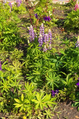 yeşil çimlerde mor çiçekler