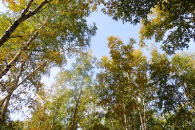 huş ağacı orman manzaralı gökyüzüne Sonbahar Doğa
