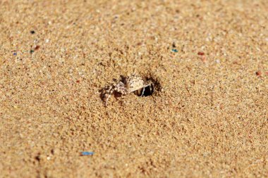 burrows kum üzerinde kum yengeç