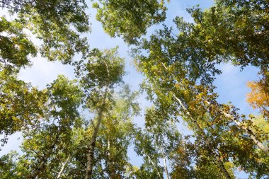 huş ağacı orman manzaralı gökyüzüne Sonbahar Doğa