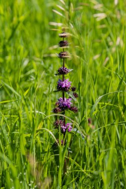 yeşil çimlerde mor çiçekler